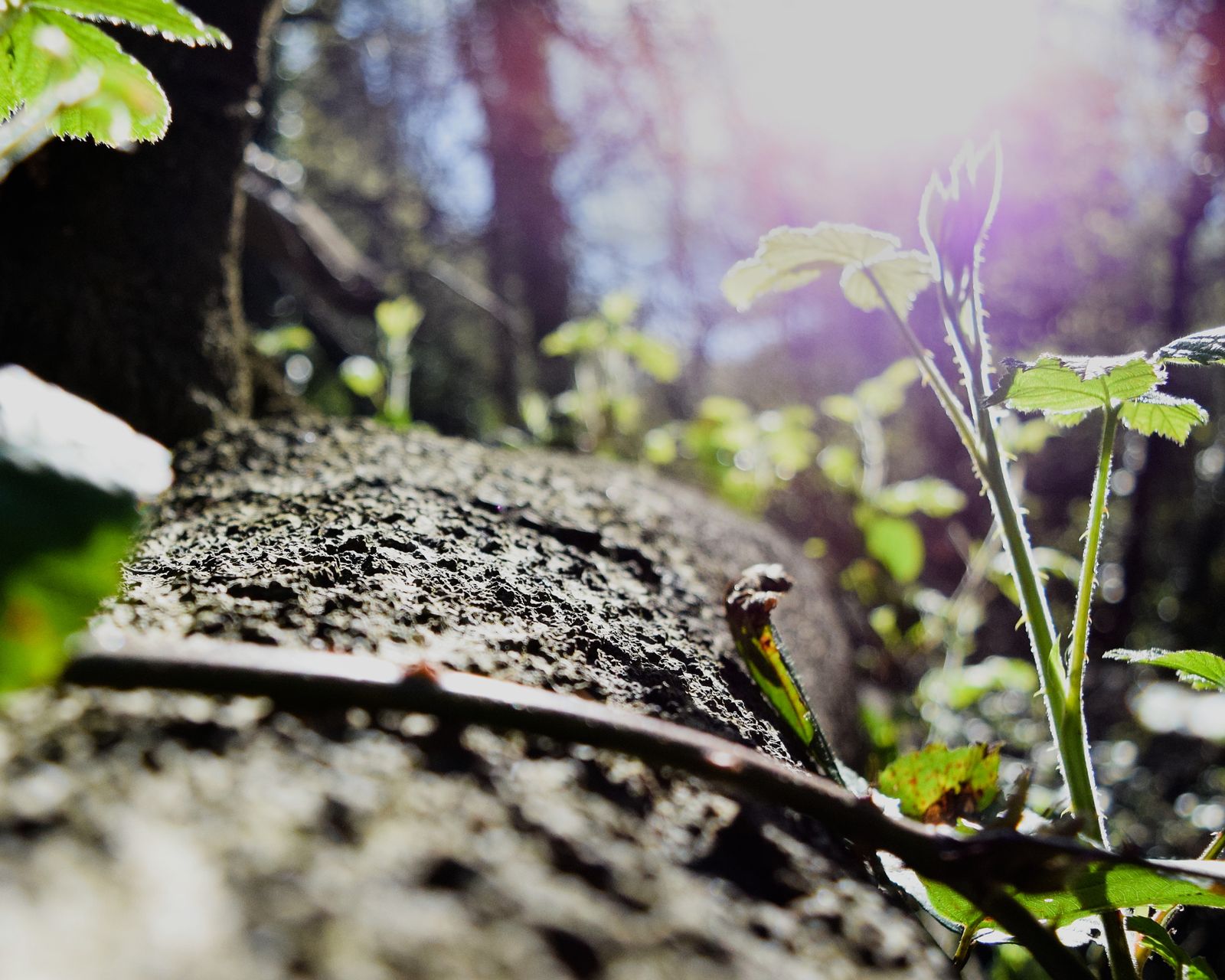 Photograph of decay and reclamation — a human-made structure being given back to time and nature